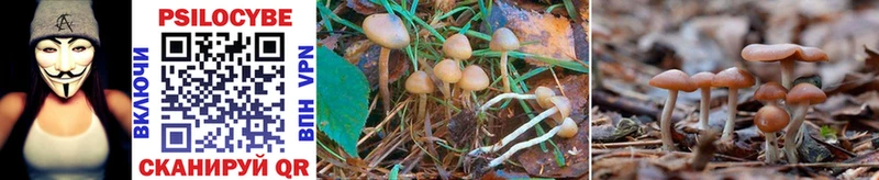 это какой сайт  Игра  Галлюциногенные грибы Psilocybe  МЕГА ссылка 
